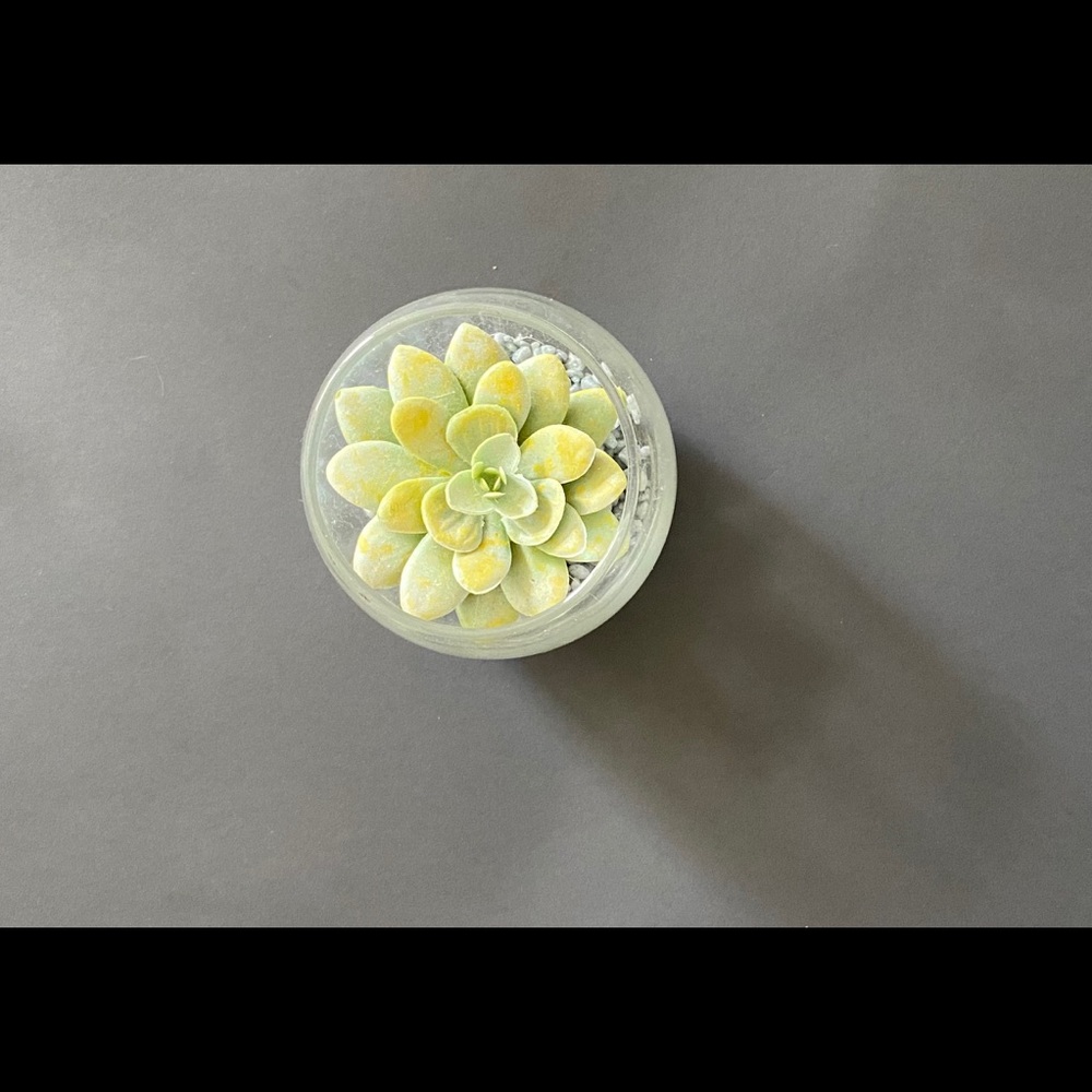 Small Fake succulent